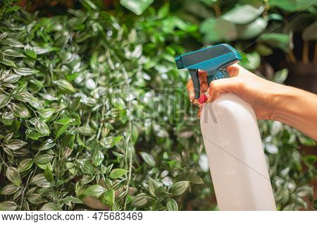 Female Hand Foliar Feeding And Nutrition Of Garden Plants In Domestic Area.
