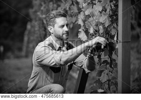 Oenologist Cut Grapes With Gardening Scissors, Farming
