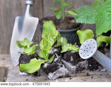 Closeup On Lettuce Seedling On A Table With Other Plant And Gardening Equipmment