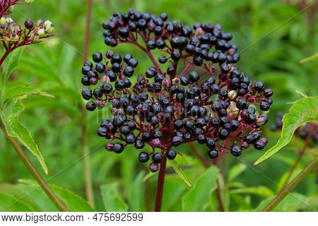 Sambucus Ebulus Is A Poisonous Perennial Herb. It Can Also Be Used As A Medicinal Plant.