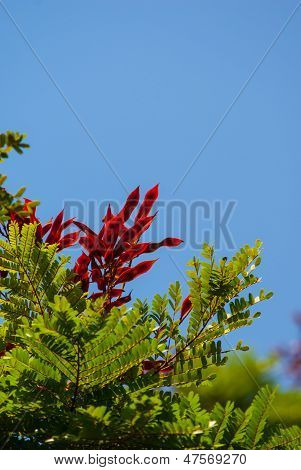 生动的花卉 Againstblue 天空
