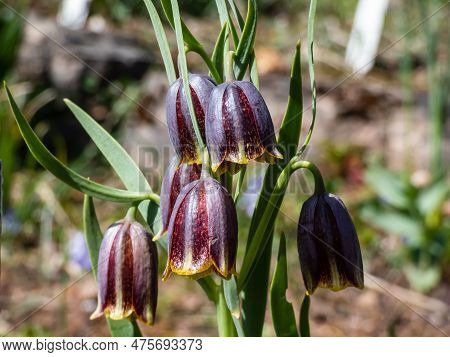 Close-up Shot Of The Fritillaria Crassifolia Ssp. Kurdica With Clusters Of Bell-shaped, Brown-purple
