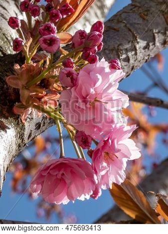 Beautiful, Pink, Full Cherry Blossoms Of The Japan Pink Sakura Tree Flowering On The Branches And St