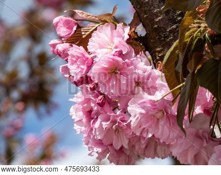 Beautiful, Pink Cherry Blossoms Of The Japan Pink Sakura Flowers Flowering On The Branches And Stems