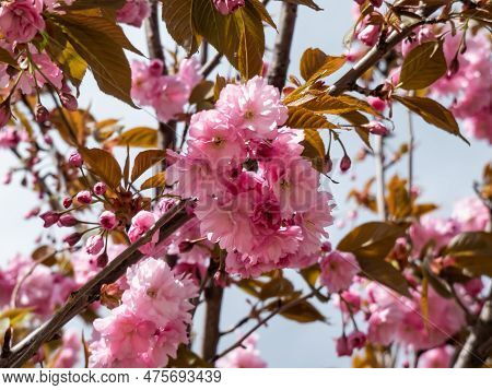 Beautiful, Pink Cherry Blossoms Of The Japan Pink Sakura Flowers Flowering On The Branches And Stems