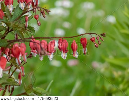 Bleeding Heart (dicentra Spectabilis) 'valentine' Flowering With Puffy, Dangling, Bright Red Heart-s