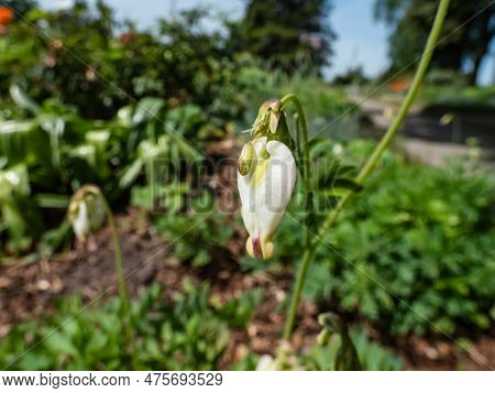 Macro Shot Of Delicate, Dangling Creamy White, Heart-shaped Flowers Of The Fern-leaf Bleeding Heart 