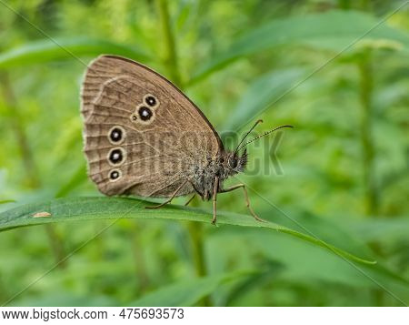 Close-up Shot Of The Ringlet (aphantopus Hyperantus) In Summer. Medium-sized Butterfly, Upper And Lo
