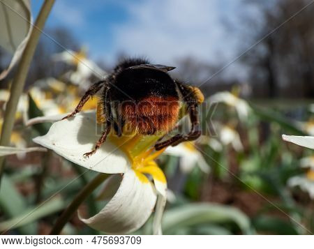 Macro Shot Of The Red-tailed Bumblebee (bombus Lapidarius) On The Botanical Tulip Or Turkestan Tulip