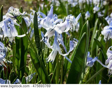 Close-up Shot Of The Ornamental Plant - Scilla Rosenii Bearing Racemes Of Star-shaped, Very Pale Blu