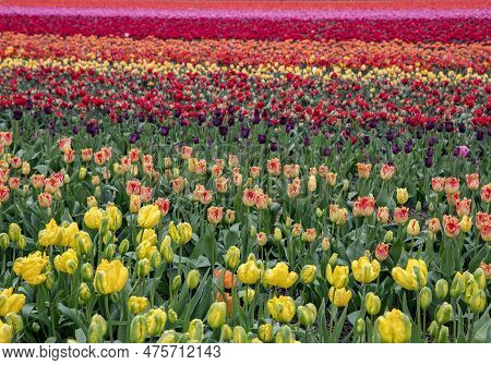 Bright Colored Tulip Field In The City Of Grevenbroich Germany