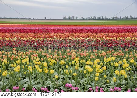 Bright Colored Tulip Field In The City Of Grevenbroich Germany