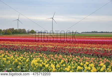 Bright Colored Tulip Field In The City Of Grevenbroich Germany
