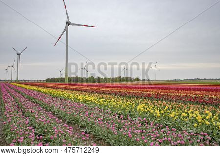 Bright Colored Tulip Field In The City Of Grevenbroich Germany