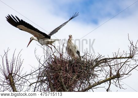 White Stork, Ciconia Ciconia On The Nest In Oettingen, Swabia, Bavaria, Germany In Europe