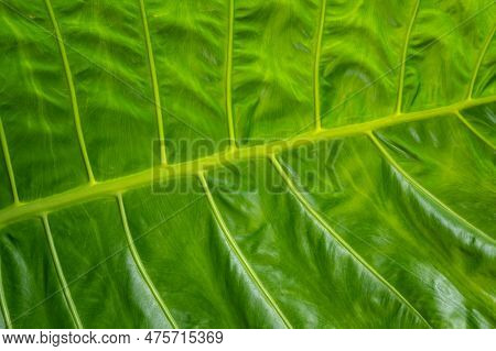 Macro Shot Of Alocasia Macrorrhiza (or Giant Elephant Ear) Leaves. This Plant Is A Spectacular Tropi