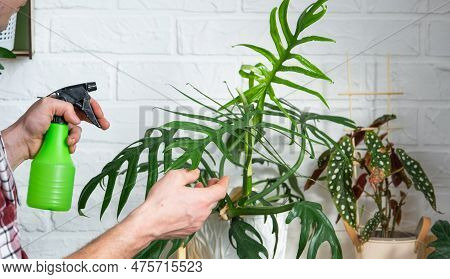 Man Sprays From A Spray Gun Home Plants From Her Collection, Grown With Love On Shelves In The Inter