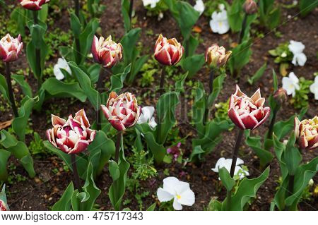 Variegated Terry Wyndham Tulips In A Flower Bed In The Park