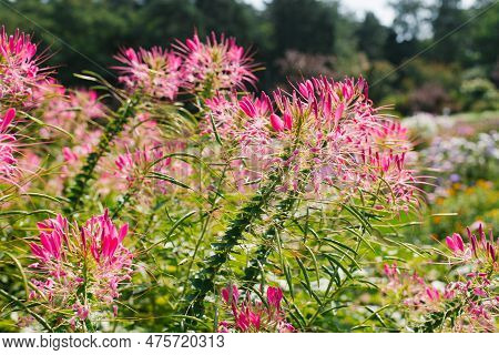 Pink Or Purple Cleoma Flowers Bloom In The Garden In Summer