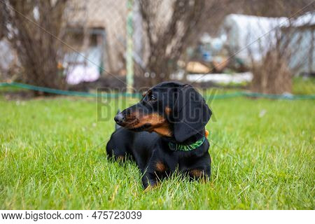 Black And Tan Dachshund Puppy Sitting On The Green Grass