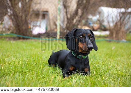 Dachshund Puppy On Green Grass In The Garden. Selective Focus.
