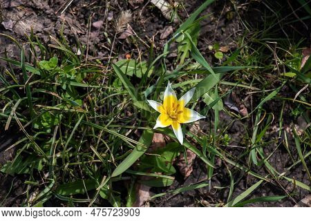 Turkestan Tulips Or Tulipa Turkestanica. Delicate Spring Flowers. Abstract Floral Background. Blurre