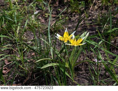 Turkestan Tulips Or Tulipa Turkestanica. Delicate Spring Flowers. Abstract Floral Background. Blurre