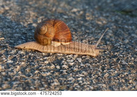 A Closeup Shot Of A Snail Crawling On Tarmak.