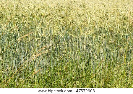 Beautiful Cornfield In The Summertime