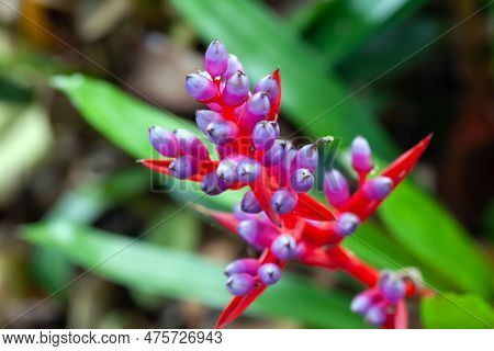 Inflorescence Of An Aechmea Weilbachii Plant, A Bromeliad Species From South America.