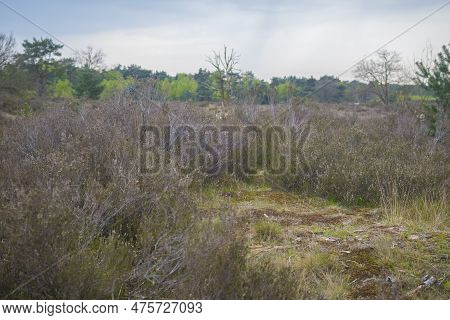 Closeup Shot Of Heath Soil And Nature At Kalmthout Heath Nature Reserve In Belgium.
