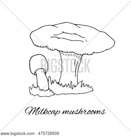 Milkcap Mushrooms Hand Drawn Sketch. Isolated Vector Illustration On White Background. Organic Healt