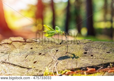 Green Leaf Sprouting On A Felled Tree Closeup. Conceptual View. Fight For Survival Concept