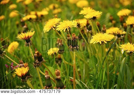 Taraxacum Officinale, Dandelion Or Common Dandelion Blooms In The Meadow And Has Yellow Flowers. Use