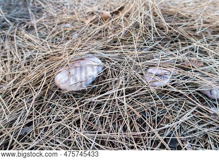 Young Edible Mushrooms - Blewit - Lepista Nuda Make Their Way Through A Layer Of Grass And Needles I