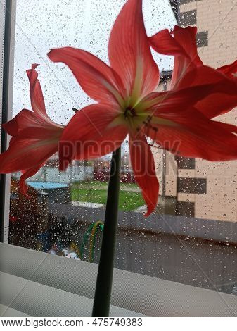 Flowers, Flowers Outside, Beautiful Flowers, Red Flowers, Yellow Flowers, Pink Flowers, Roses, Pink 