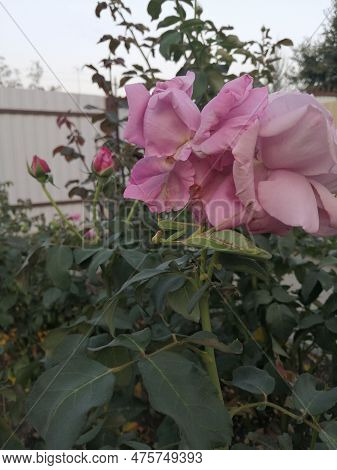 Flowers, Flowers Outside, Beautiful Flowers, Red Flowers, Yellow Flowers, Pink Flowers, Roses, Pink 