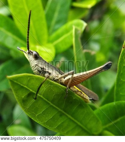 Grasshoppers (dissosteira) That Perch On Leaves In Indonesia