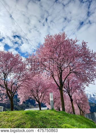 Beautiful Japanese Blood Plums In Zams (tirol, Austria)