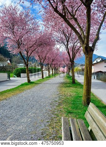 At The Beautiful Pink Alley In Zams