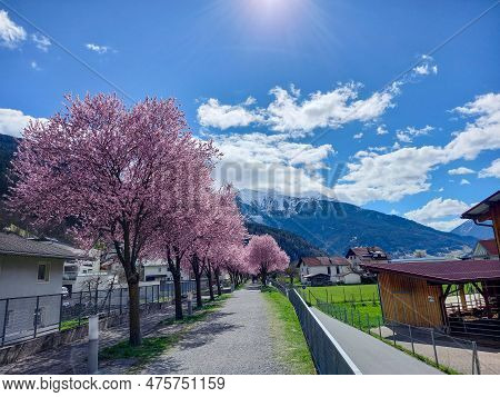 Zams In The Spring, For Nature Lovers