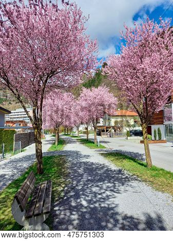 Beautiful Pink Street In Zams In The Spring