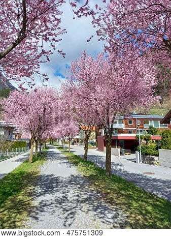 Beautiful Pink Japanese Blood Plum Trees In Zams