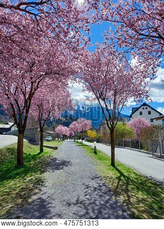 Walking The Beautiful Pink Street In Zams