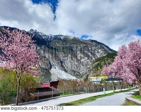 Beautiful Pink Trees In Zams (tirol, Austria)