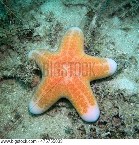 Underwater Scene With Granulated Sea Star (choriaster Granulatus)