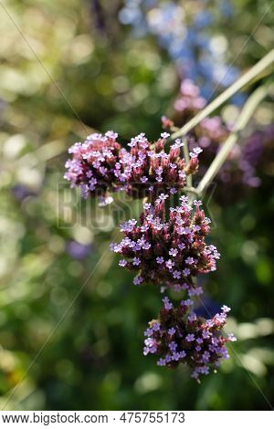 Small Purple Flowers On Sunny Green Background. Verbena Bonariensis Purpletop Vervain