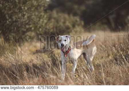 Beautiful Full Body Portrait Of A Happy Crossbreed Female Dog Running Through The Golden Grass At Su