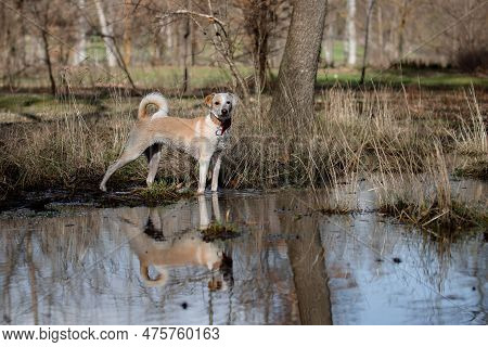Beautiful Portrait Of A Crossbreed Female Dog And Her Reflection In The Pond At Sunset