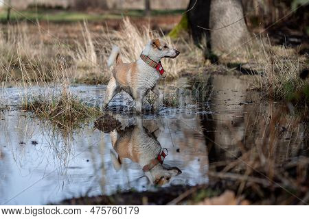 Beautiful Portrait Of A Crossbreed Female Dog And Her Reflection In The Pond At Sunset